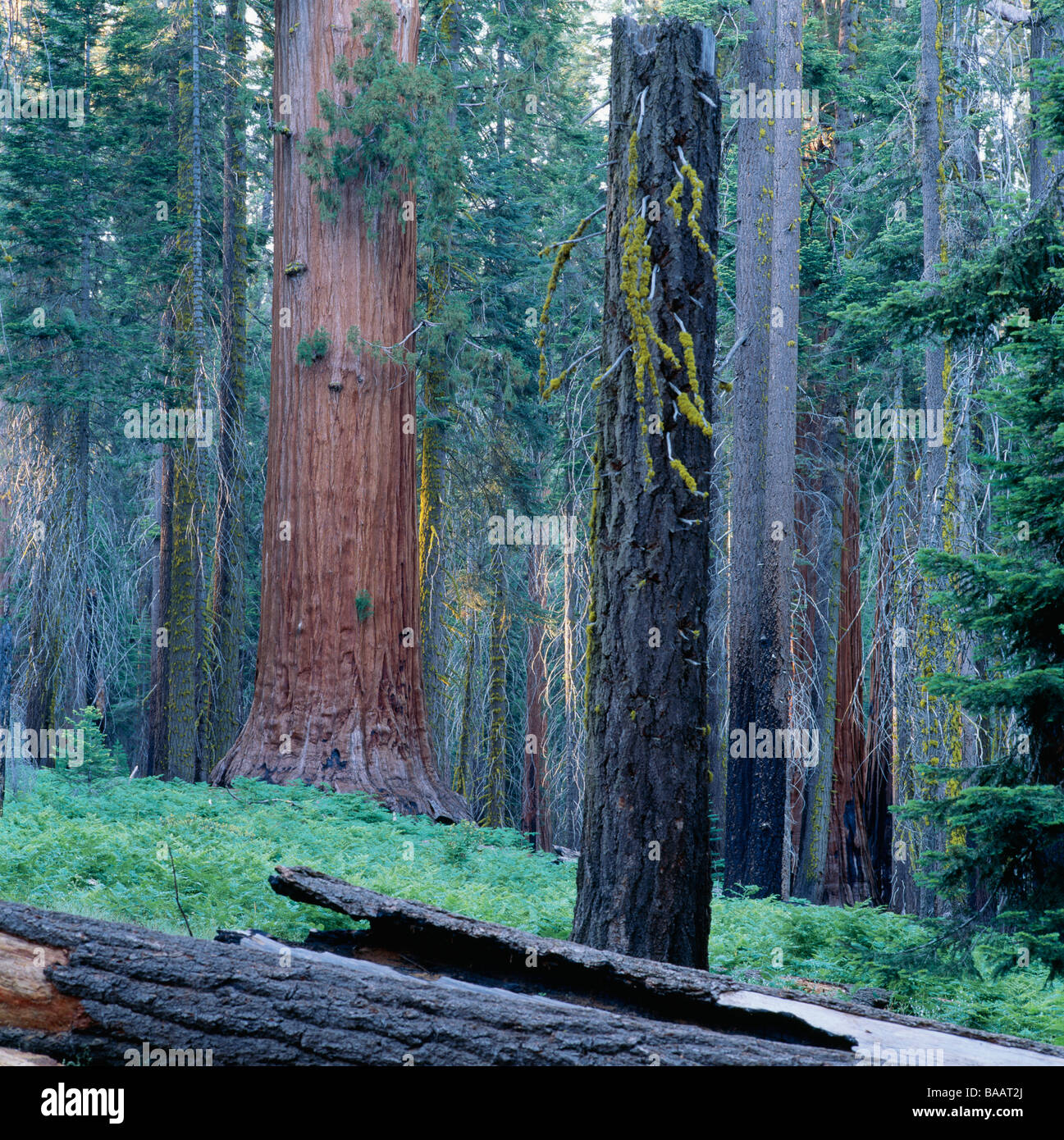 Forest of Giant Sequoias Stock Photo