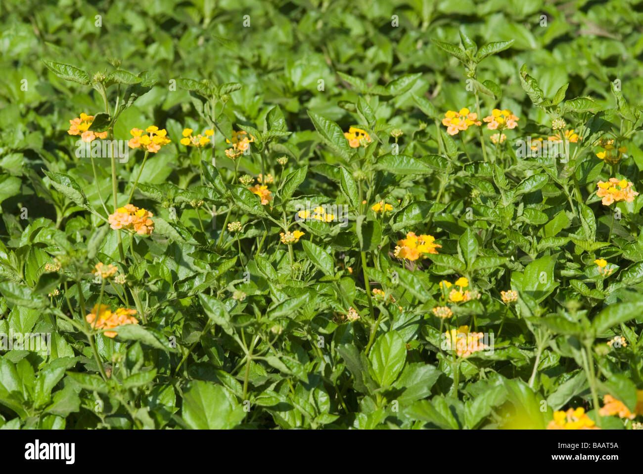 Wildflowers of india hi-res stock photography and images - Alamy