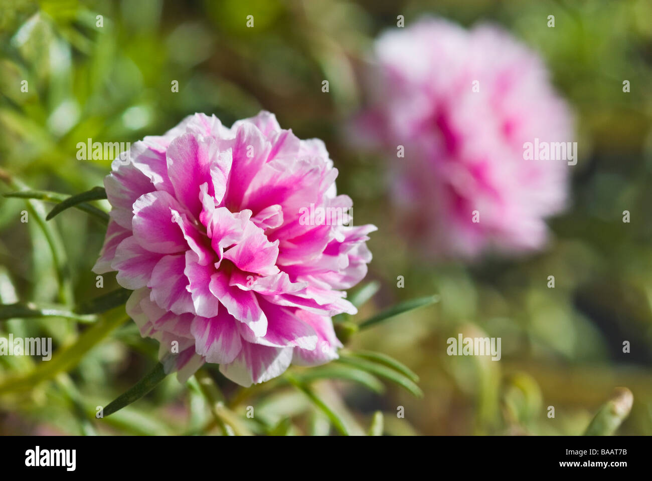 Flower on a plant, Gurgaon, Haryana, India Stock Photo - Alamy