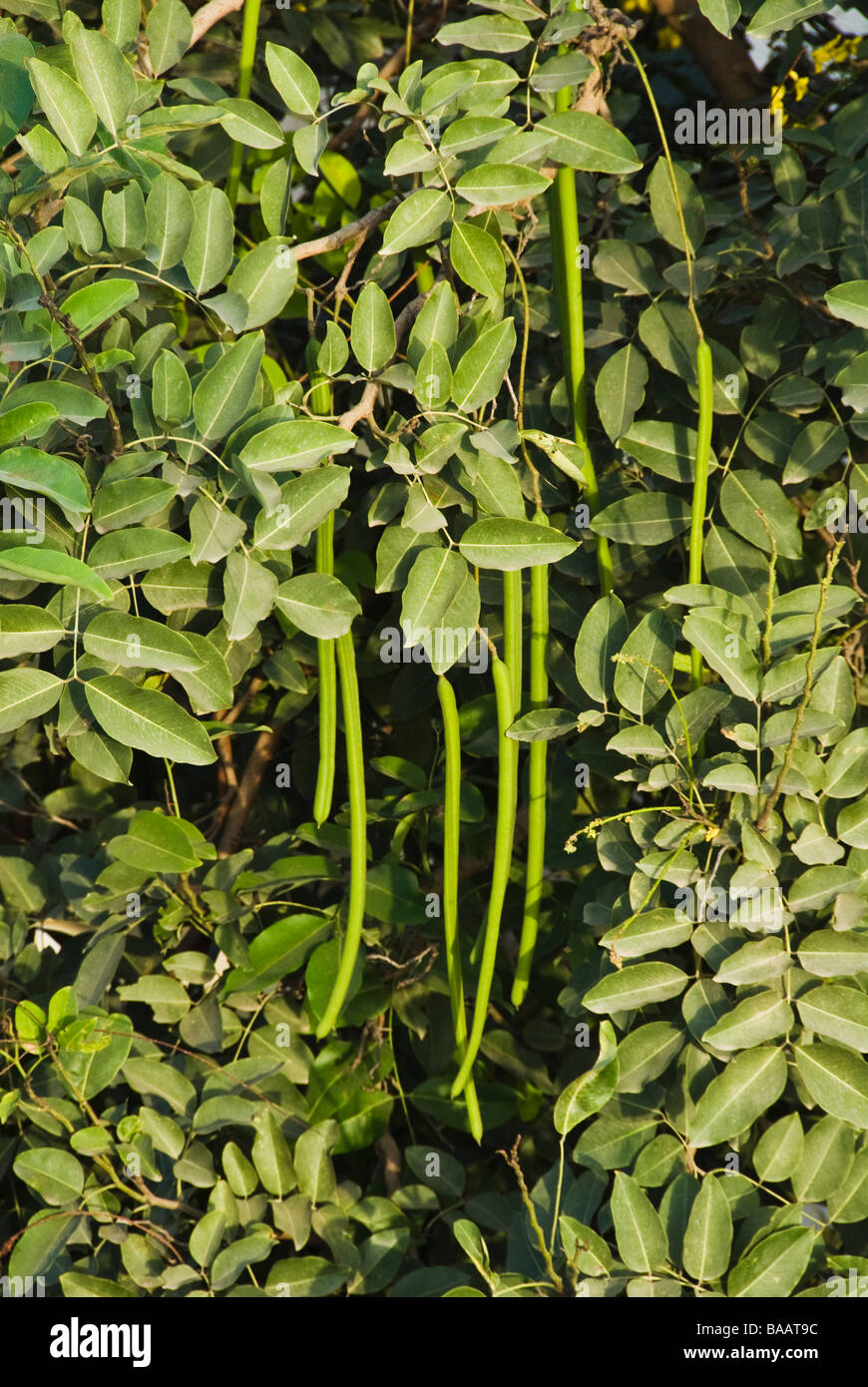Lush green bean plants hi-res stock photography and images - Alamy