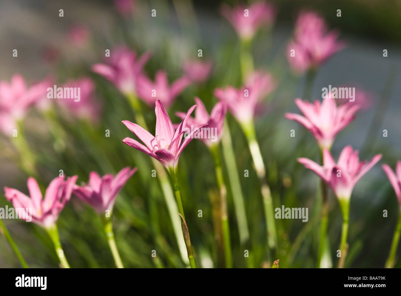 Wildflowers of india hi-res stock photography and images - Alamy