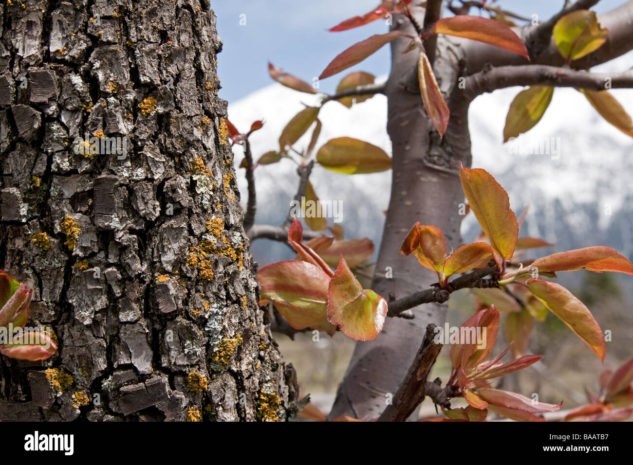 Apple tree coming into bud at Kalpa in the Indian Himalaya, Himachal  Pradesh Stock Photo - Alamy
