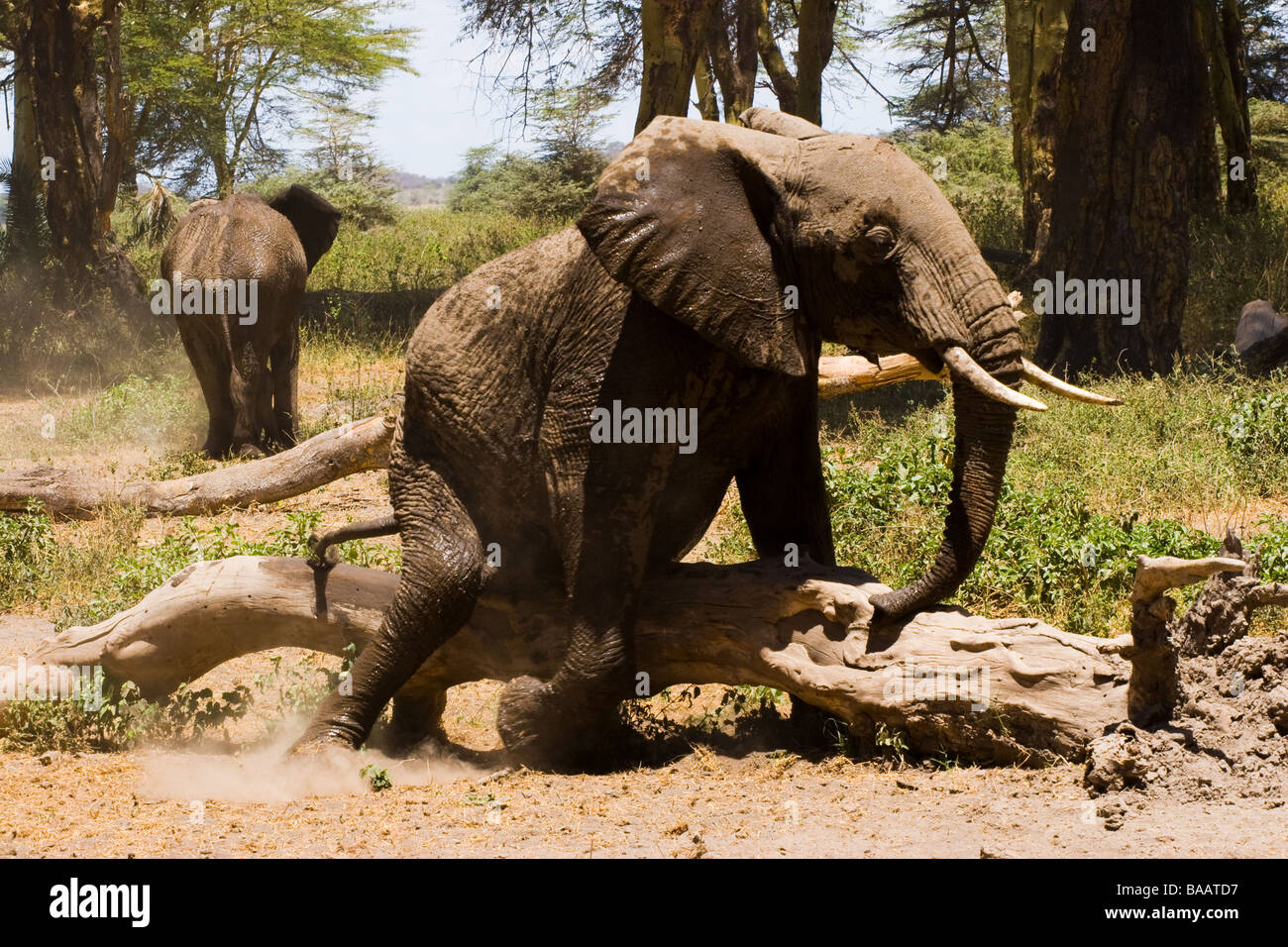 Elephant scratching against tree Stock Photo Alamy