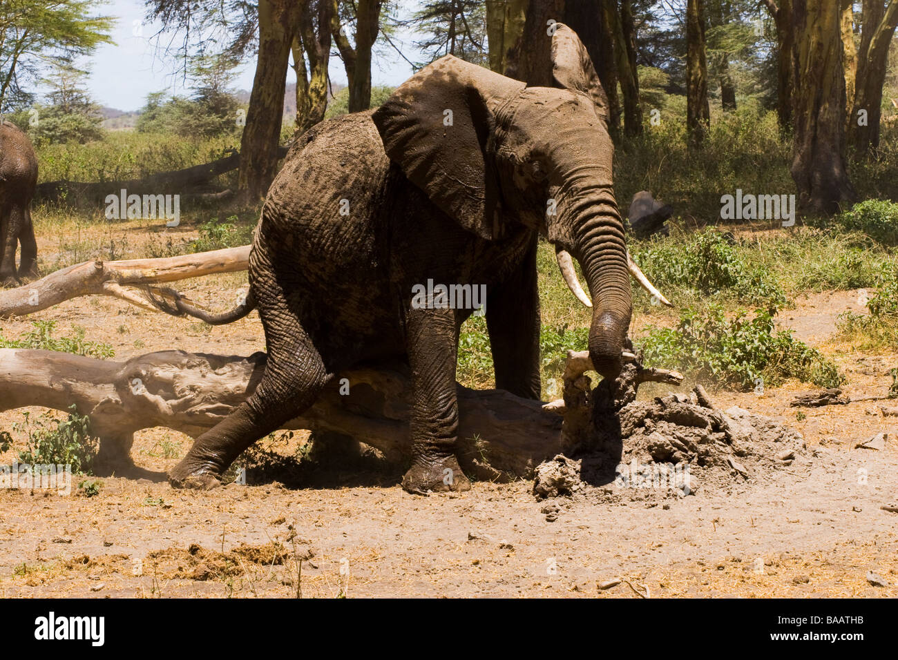 Elephant scratching against tree Stock Photo Alamy