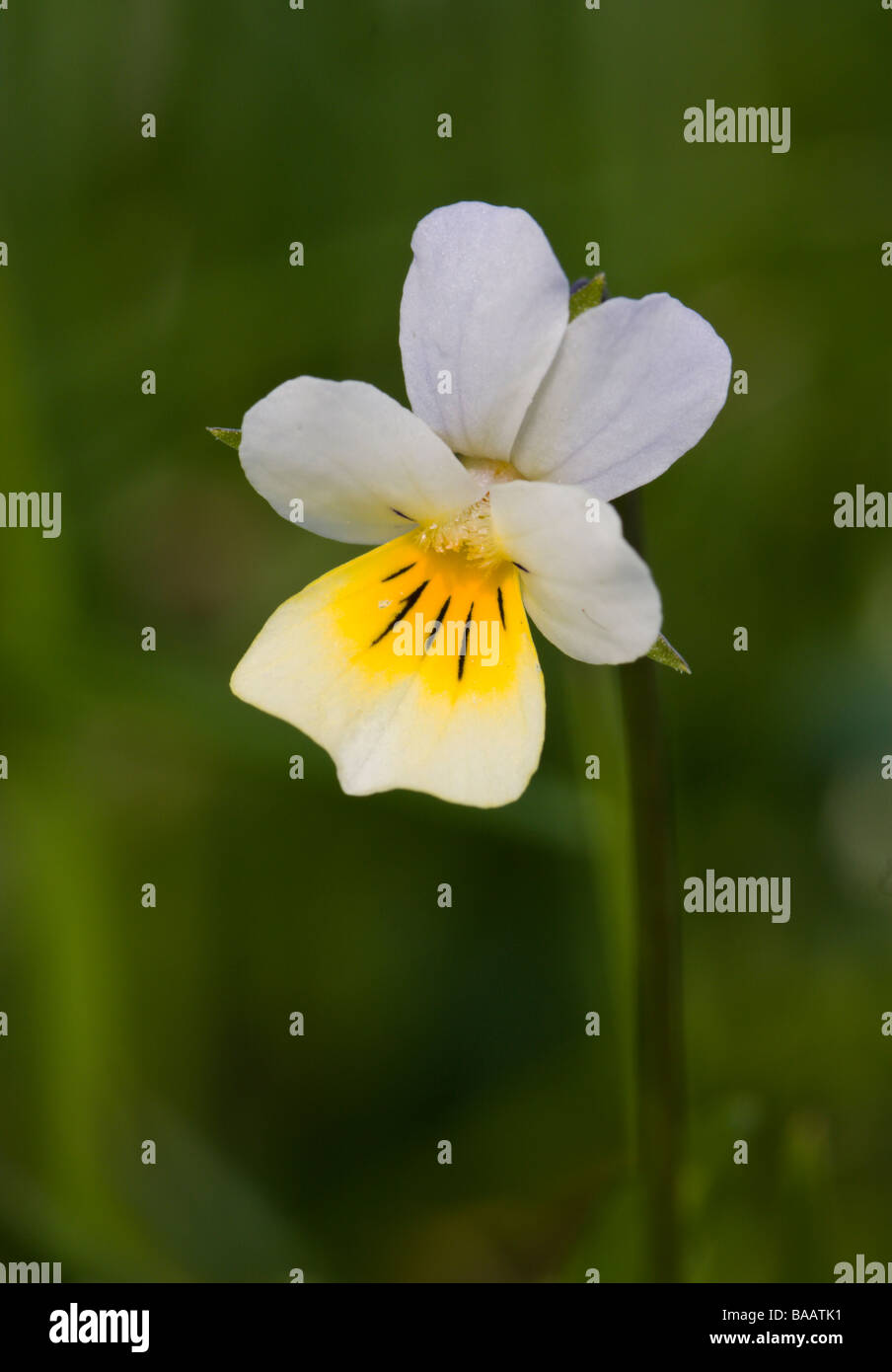Field Pansy Stock Photo