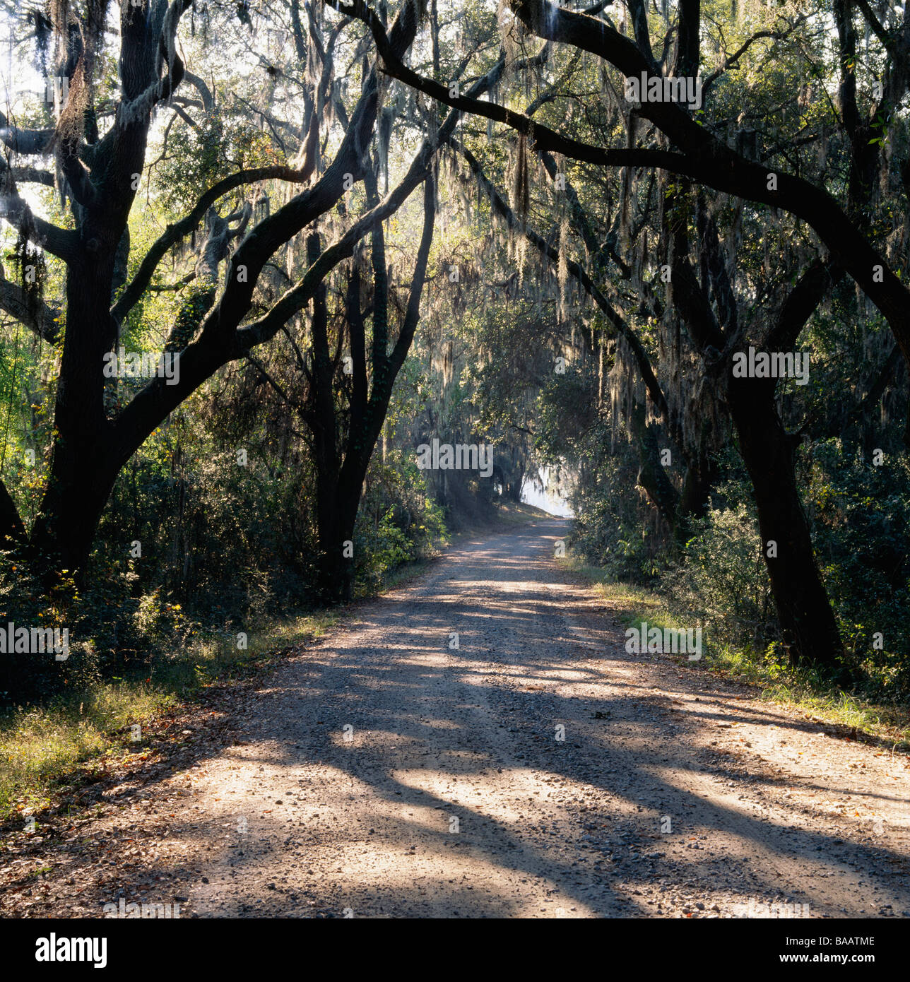 Dirt road green trees hi-res stock photography and images - Alamy