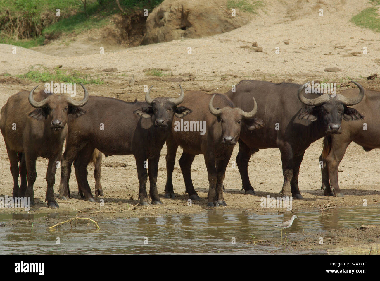 African buffalos cape buffalo hi-res stock photography and images - Alamy