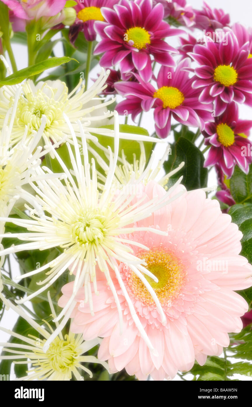 Gerbera daisy and chrysanthemums Stock Photo