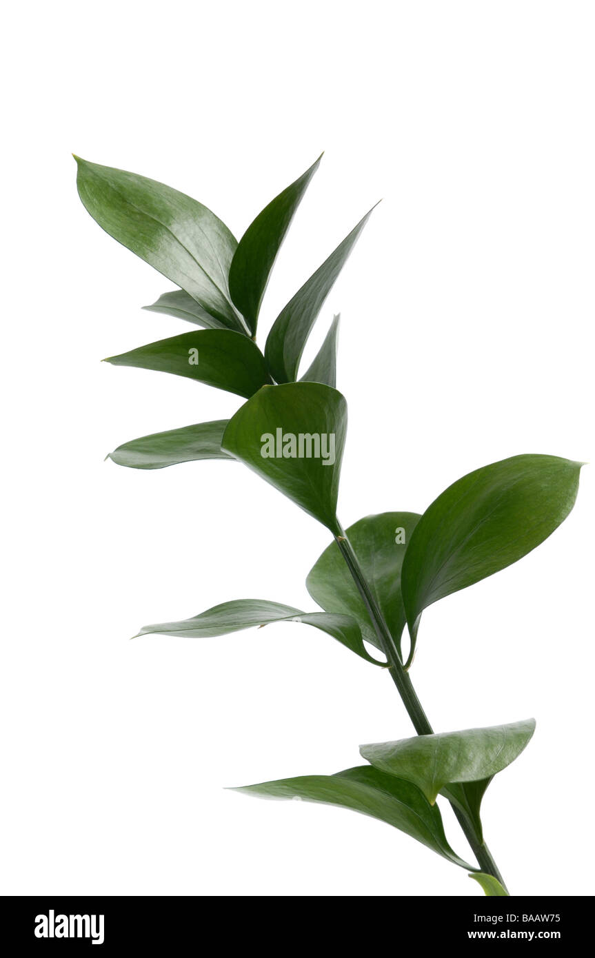 Plant with stem and leaves hi-res stock photography and images - Alamy