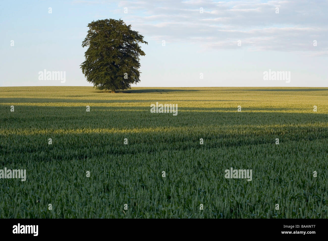 beech-tree-in-wheat-field-stock-photo-alamy
