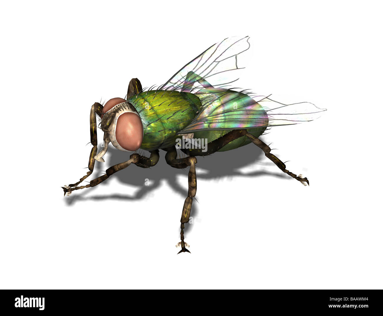 Diptera fly Cut Out Stock Images & Pictures - Alamy