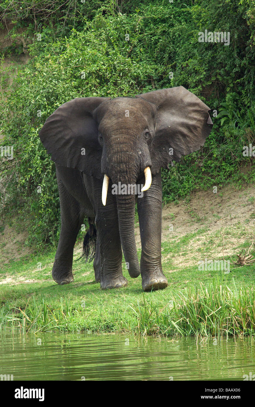 Elephant Basic Loxodonta africanus hi-res stock photography and images - Alamy