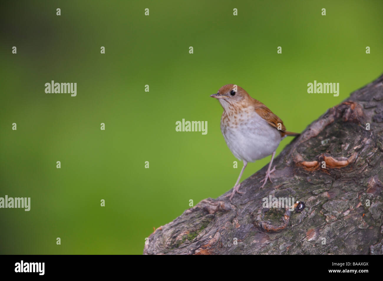 Veery Catharus fuscescens fulginosa Spring migrant sitting on a tree trunk Stock Photo