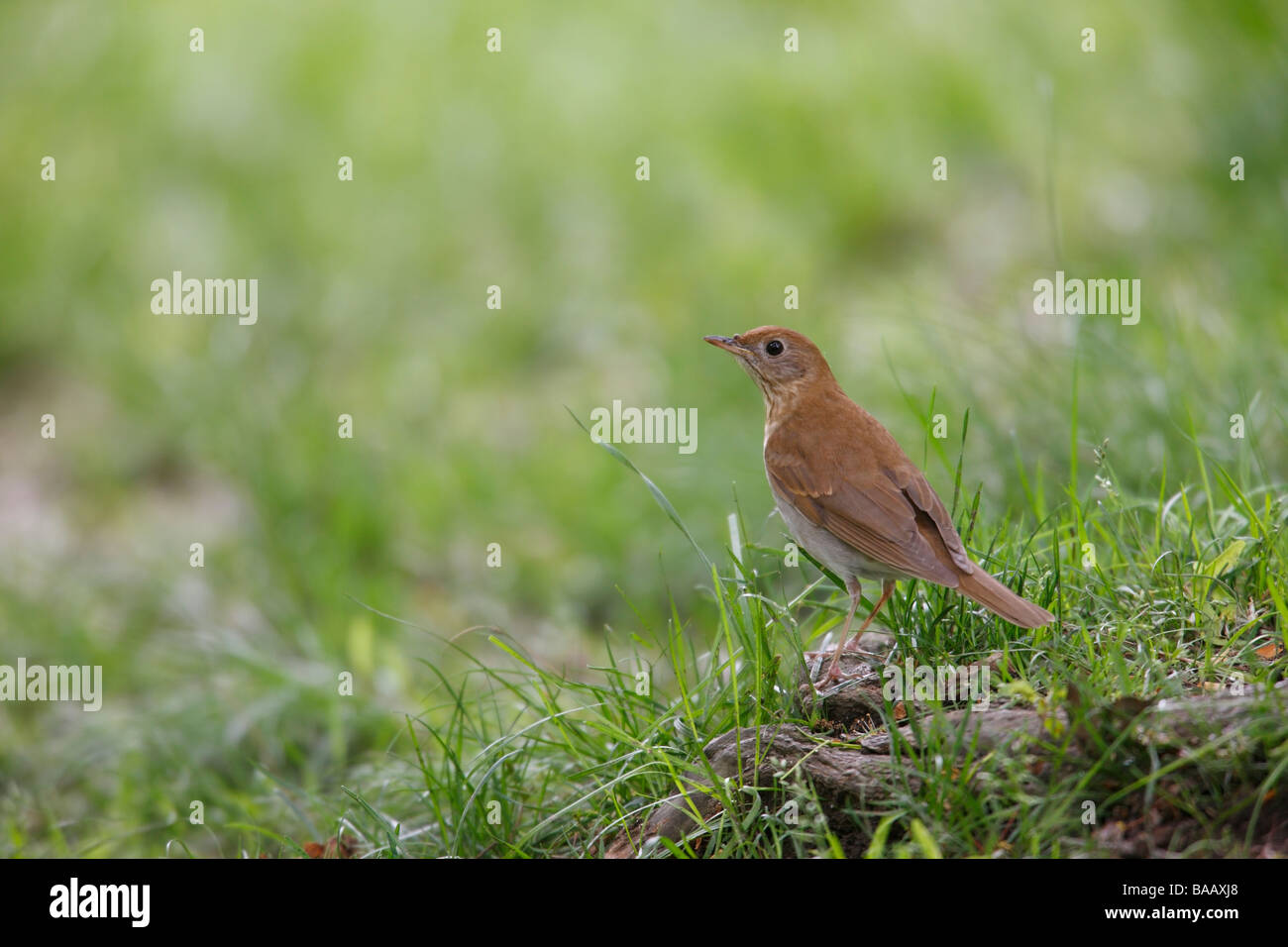 Veery Catharus fuscescens fulginosa Spring migrant sitting on the grass Stock Photo