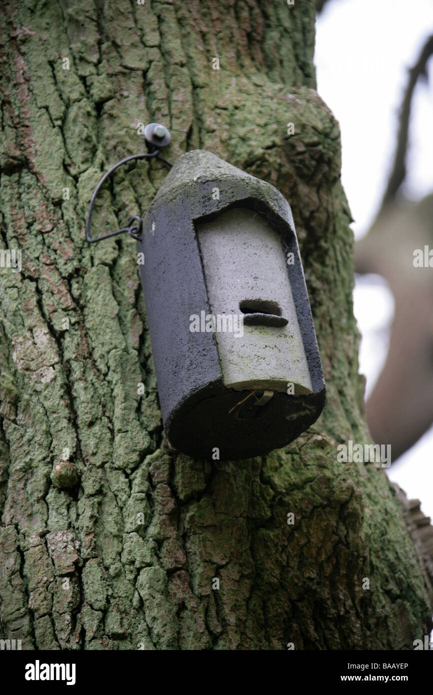 Bat Box Attached to a Tree to Attract Bats to Roost Stock Photo Alamy
