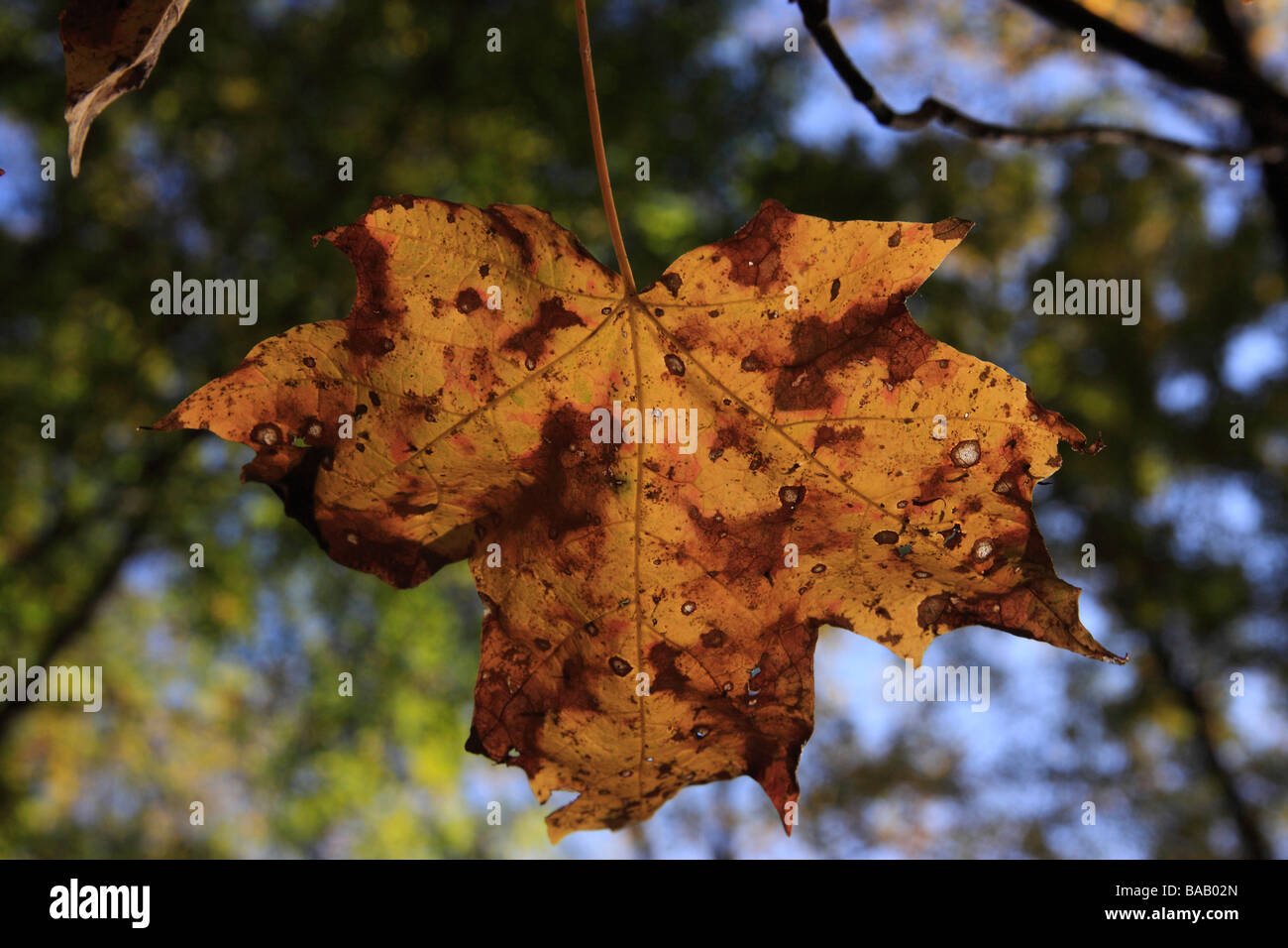 Autumn leaf close up pictures images photos photograph large high resolution horizontal in US US hi-res Stock Photo