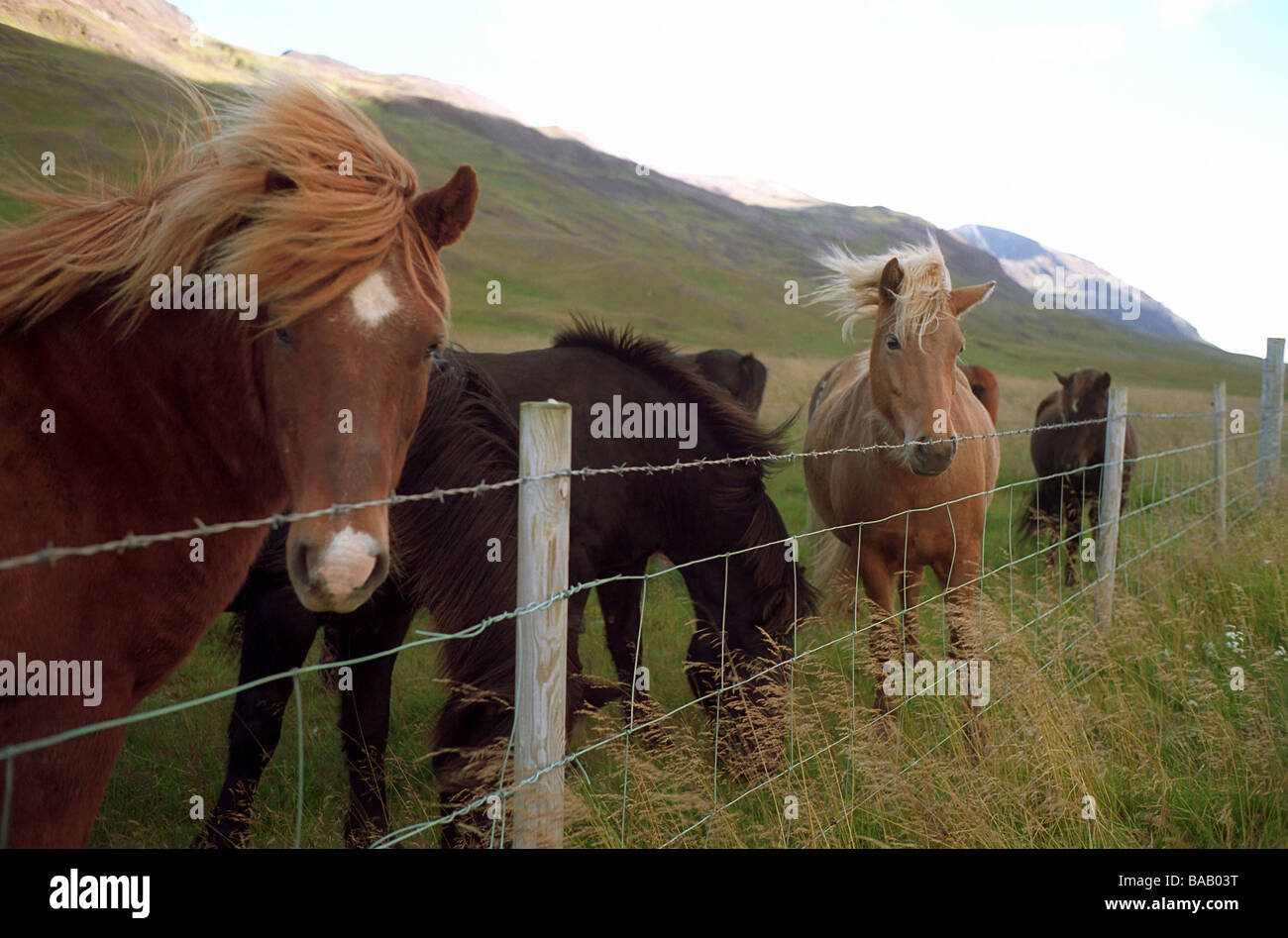 Icelandic horses, Oxl, Iceland Stock Photo