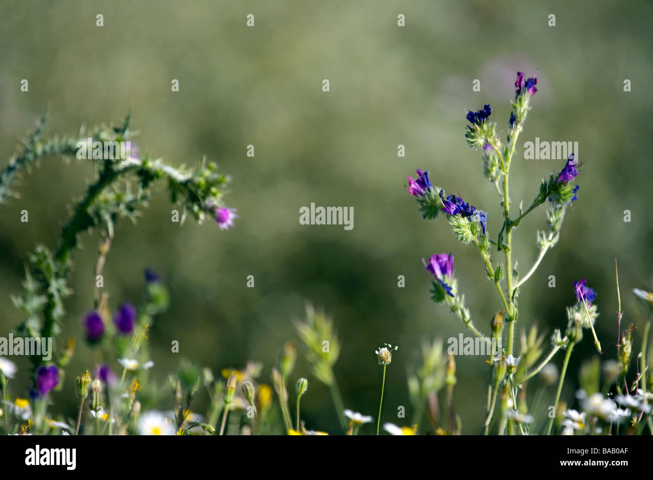 Wildflowers in springtime, Andalucia, Spain, Europe, Stock Photo