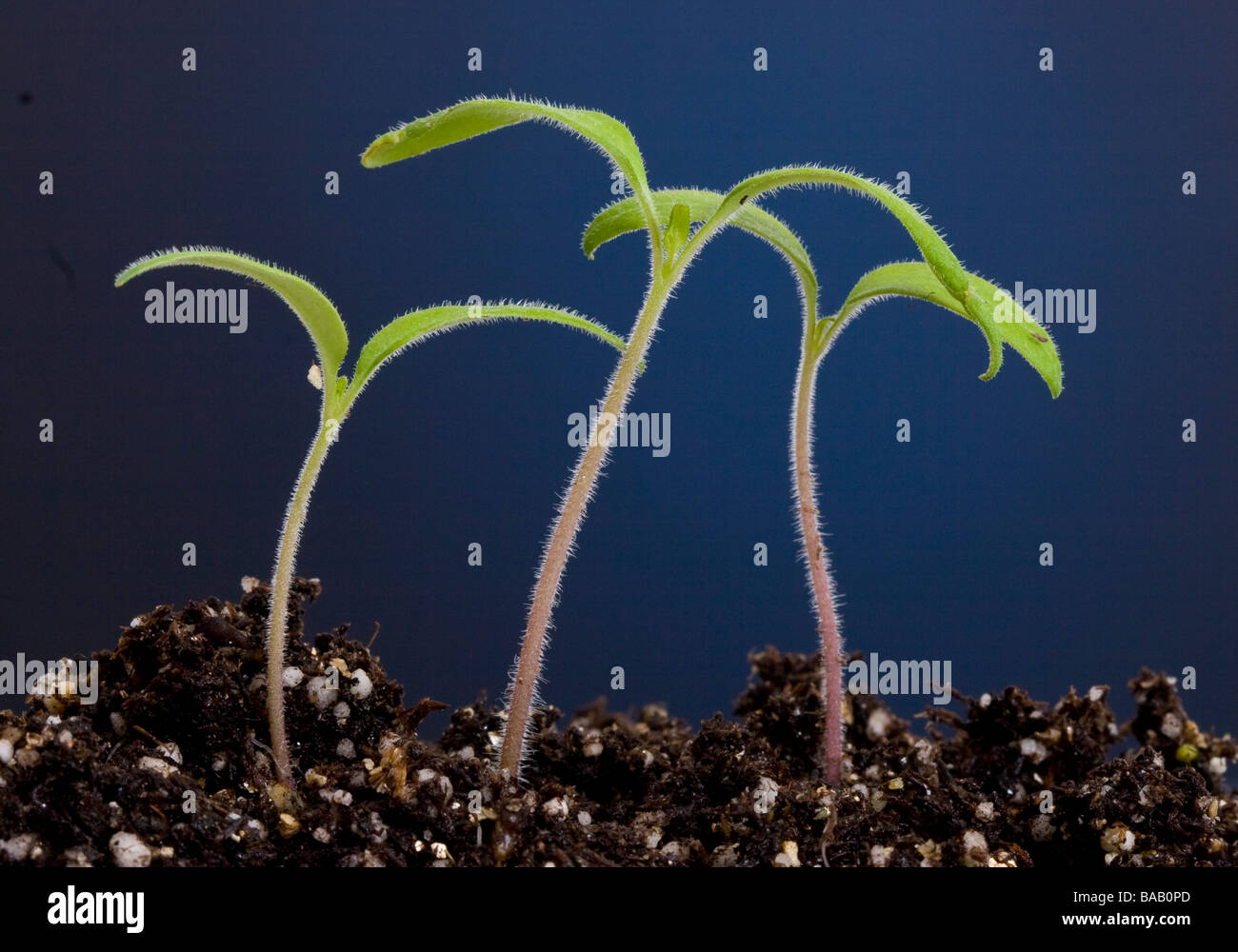 Heirloom tomato seedlings Stock Photo