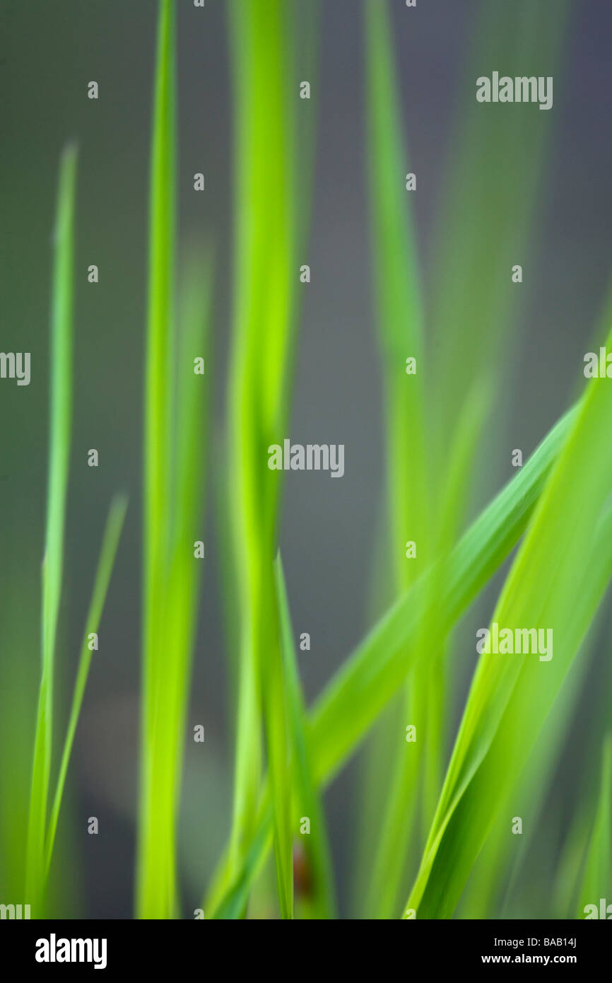 Blade of grass closeup Sweden Stock Photo Alamy