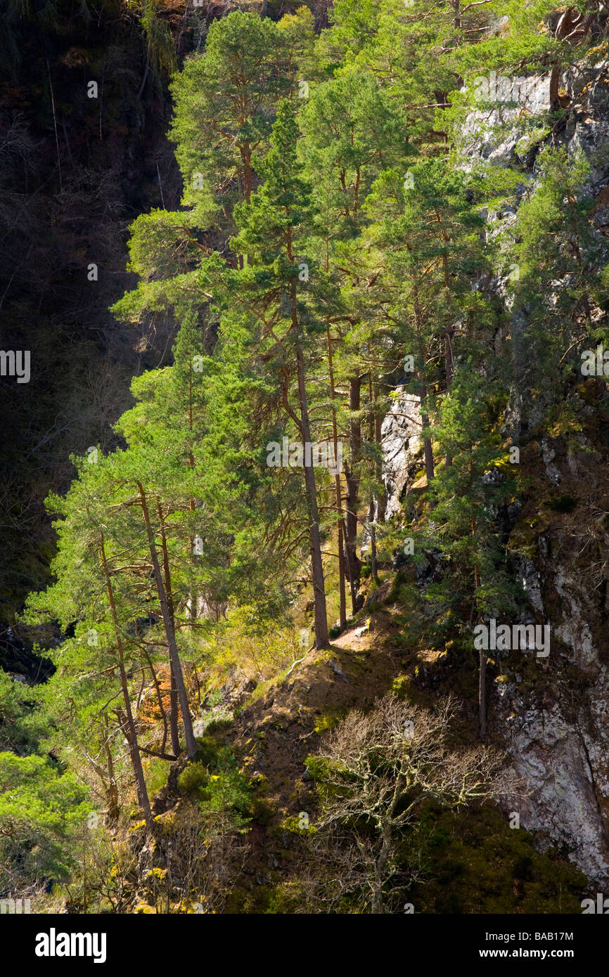 Scotland Scottish Highlands Glen Albyn Woodland near the Falls of
