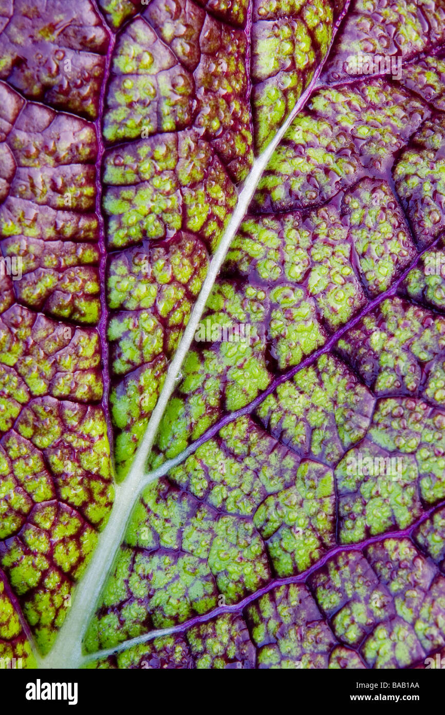 Beta family beet leaf at The Royal Horticultural Society Garden Harlow Carr Stock Photo