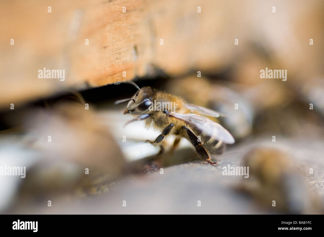 Closeup of honey bees in a hive entrance Stock Photo