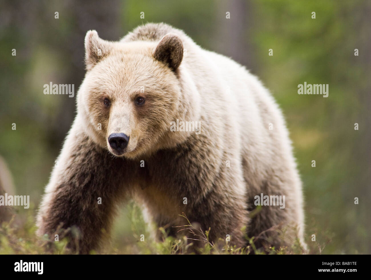 A brown bear in the forest Finland Stock Photo - Alamy