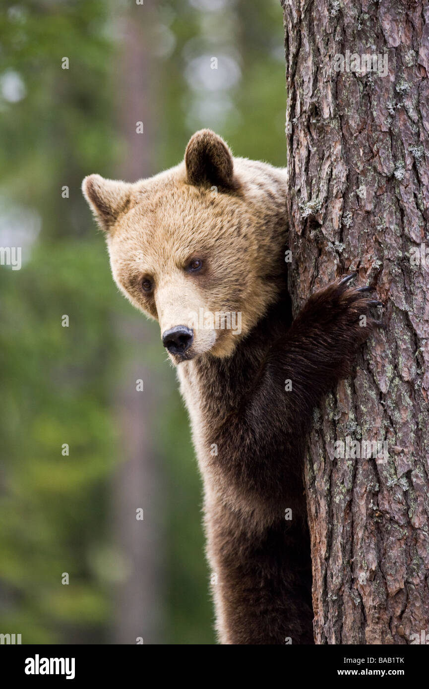 A brown bear in the forest Finland Stock Photo - Alamy
