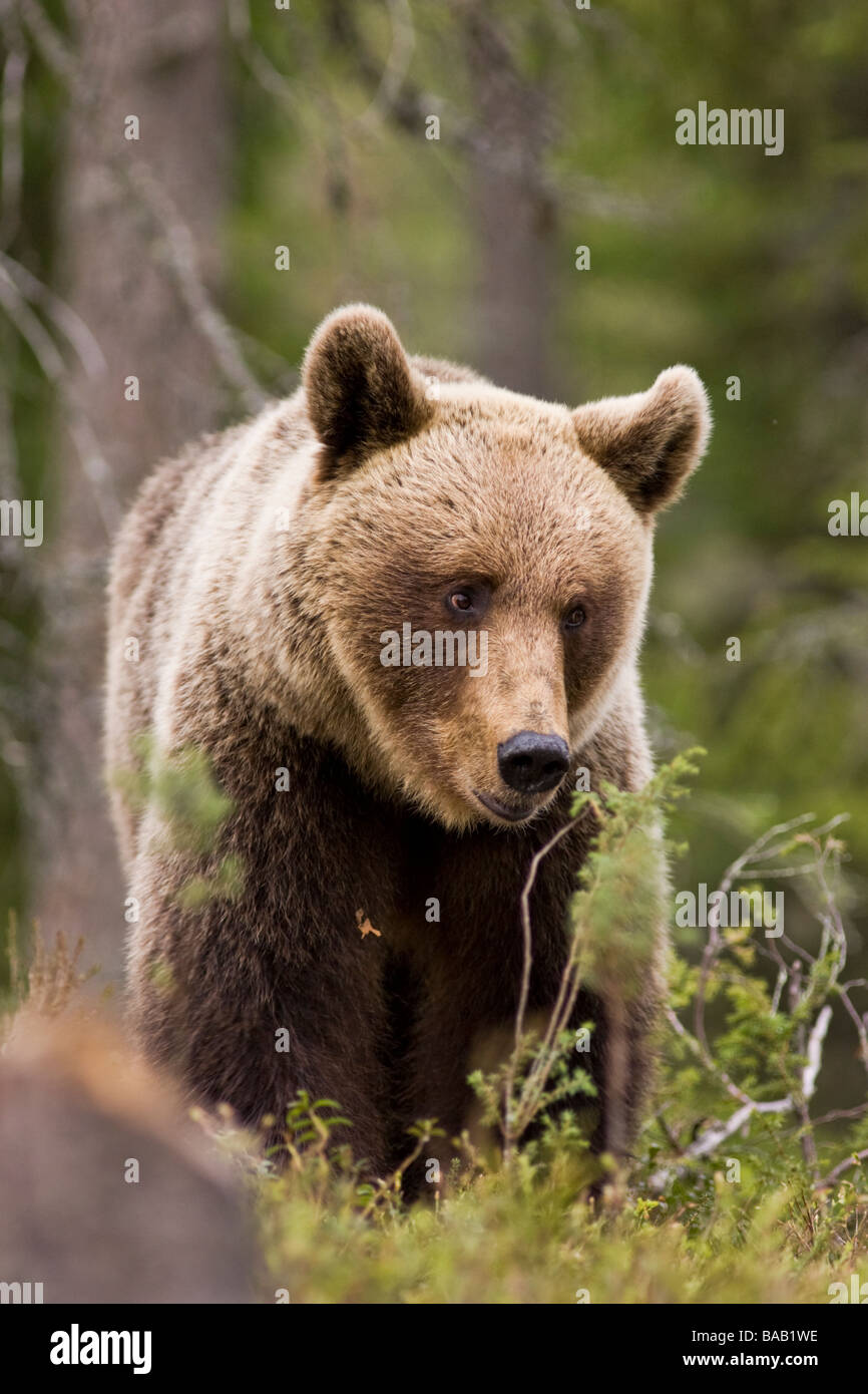 A brown bear in the forest Finland Stock Photo - Alamy