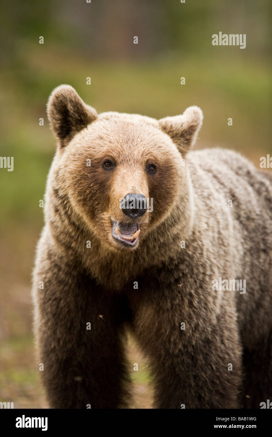 A brown bear in the forest Finland Stock Photo - Alamy