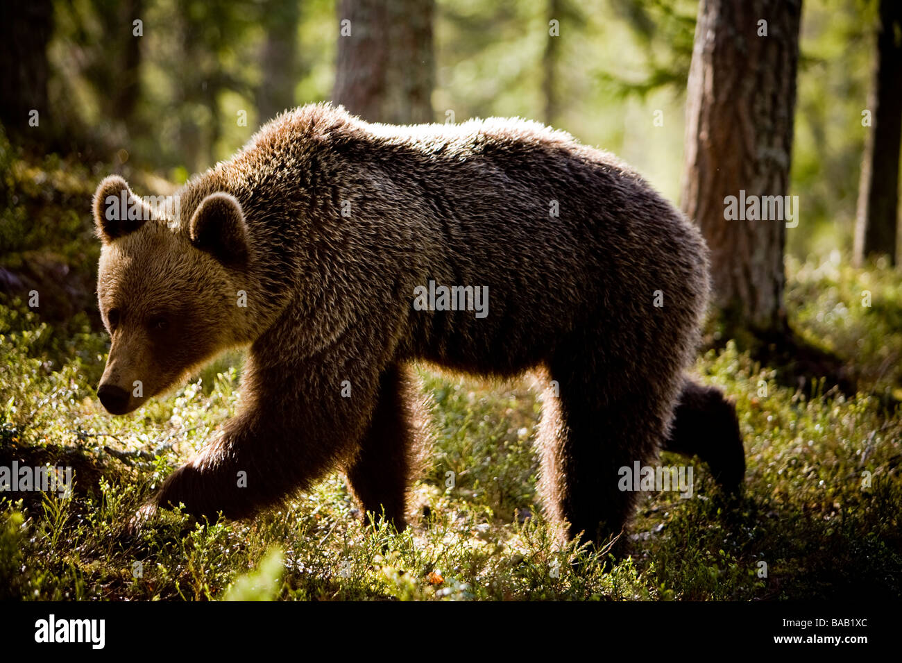 A brown bear in the forest Finland Stock Photo - Alamy