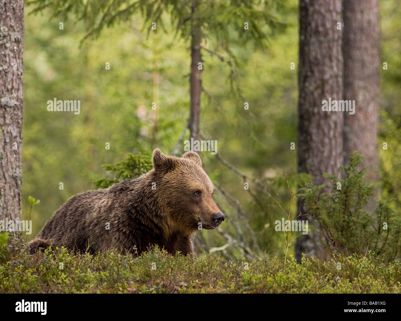 A brown bear in the forest Finland Stock Photo - Alamy