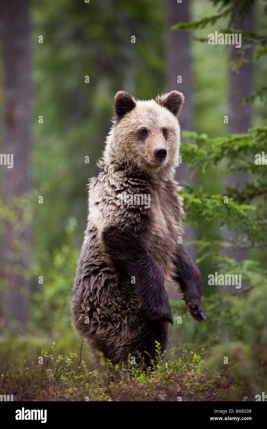 A brown bear in the forest Finland Stock Photo - Alamy