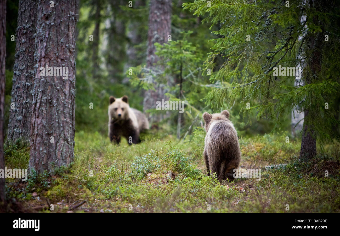 A brown bear in the forest Finland Stock Photo - Alamy