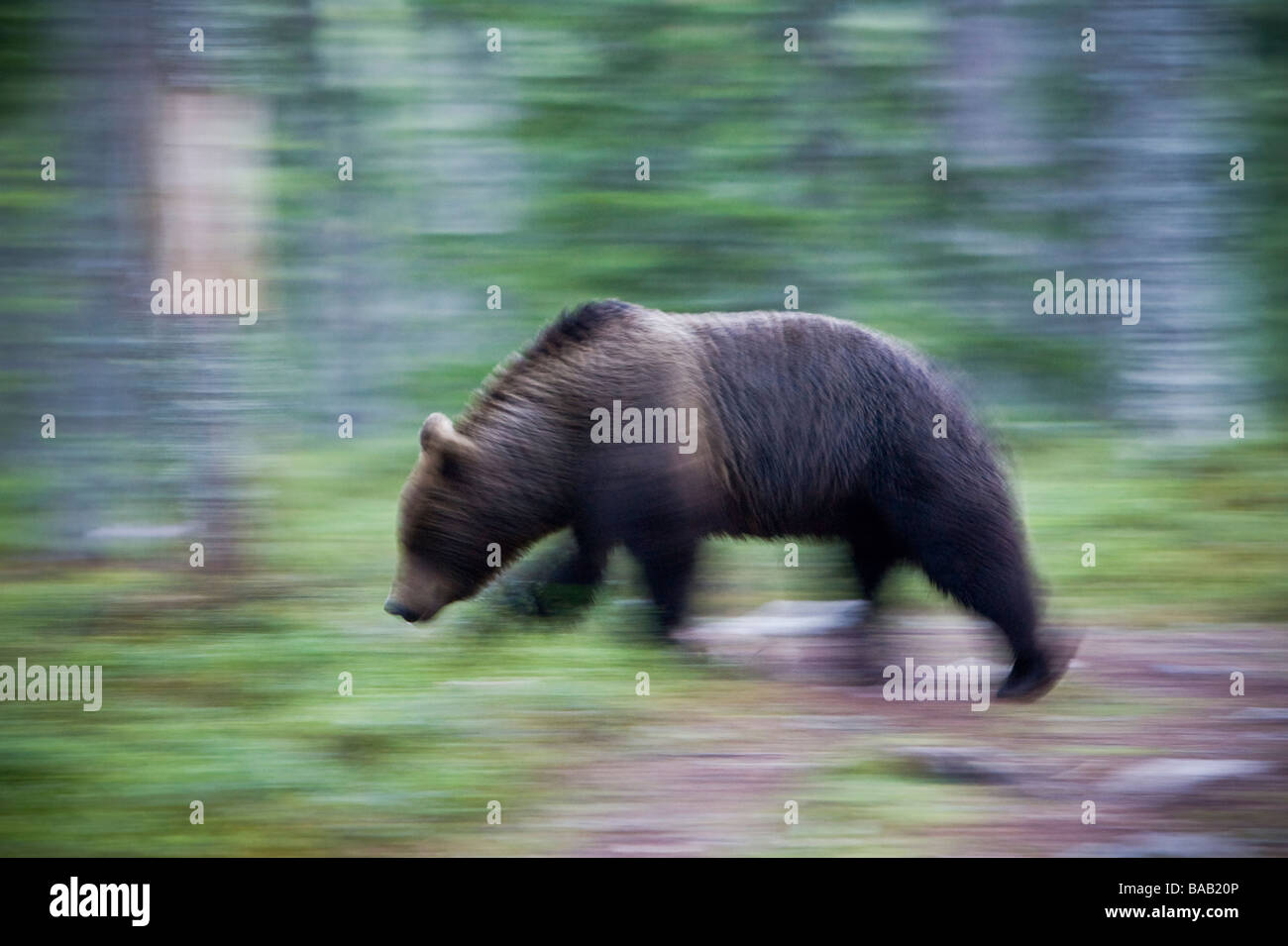 A brown bear in the forest Finland Stock Photo - Alamy