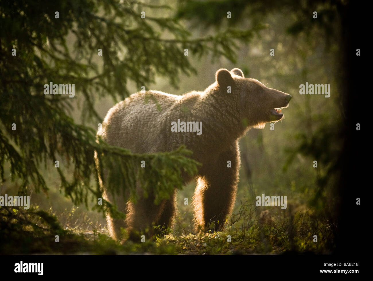 A brown bear in the forest Finland Stock Photo - Alamy