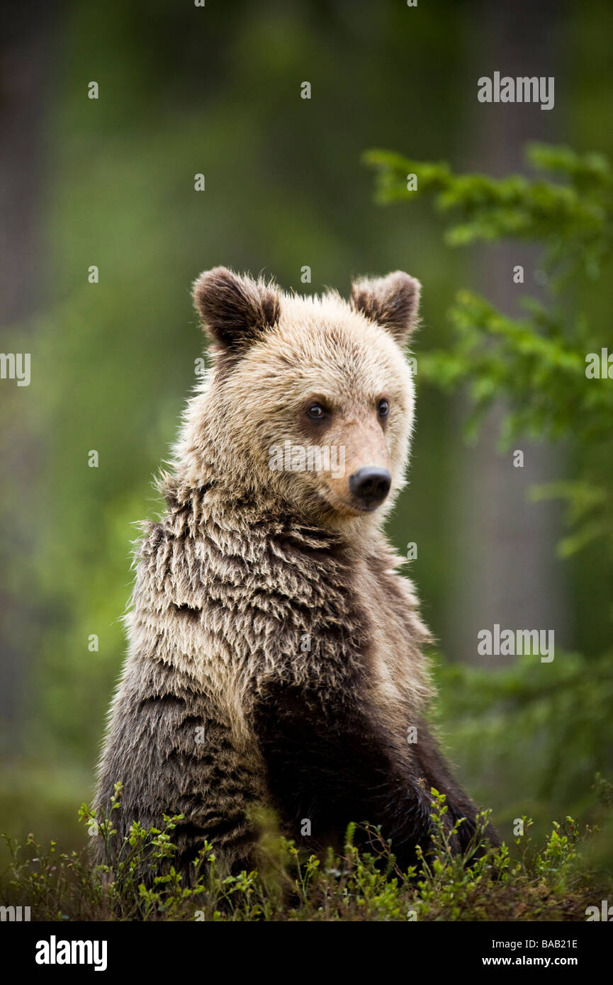 A brown bear in the forest Finland Stock Photo - Alamy