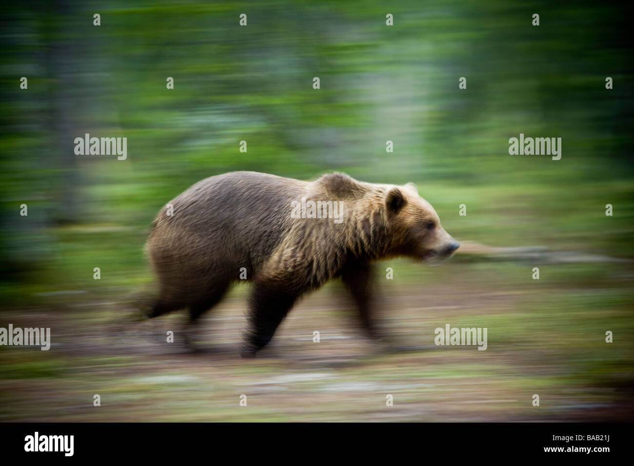 A brown bear in the forest Finland Stock Photo - Alamy