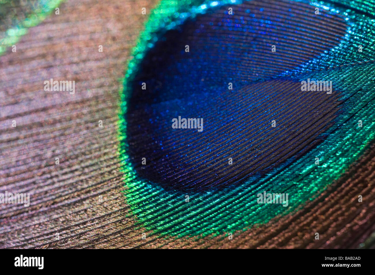Closeup of a Peacock feather eye Stock Photo