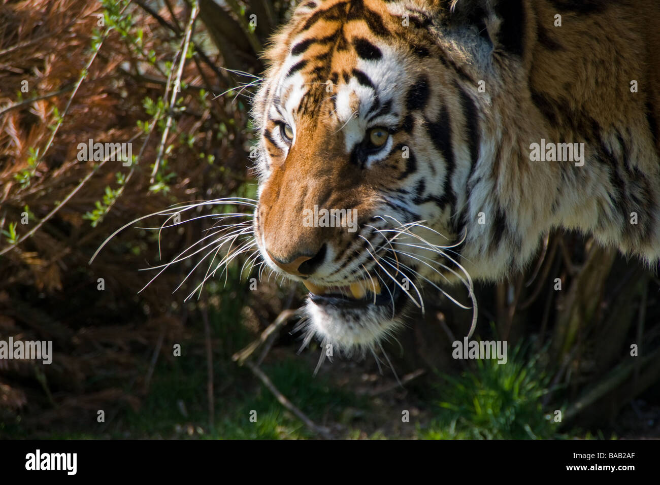 North china tiger hi-res stock photography and images - Alamy