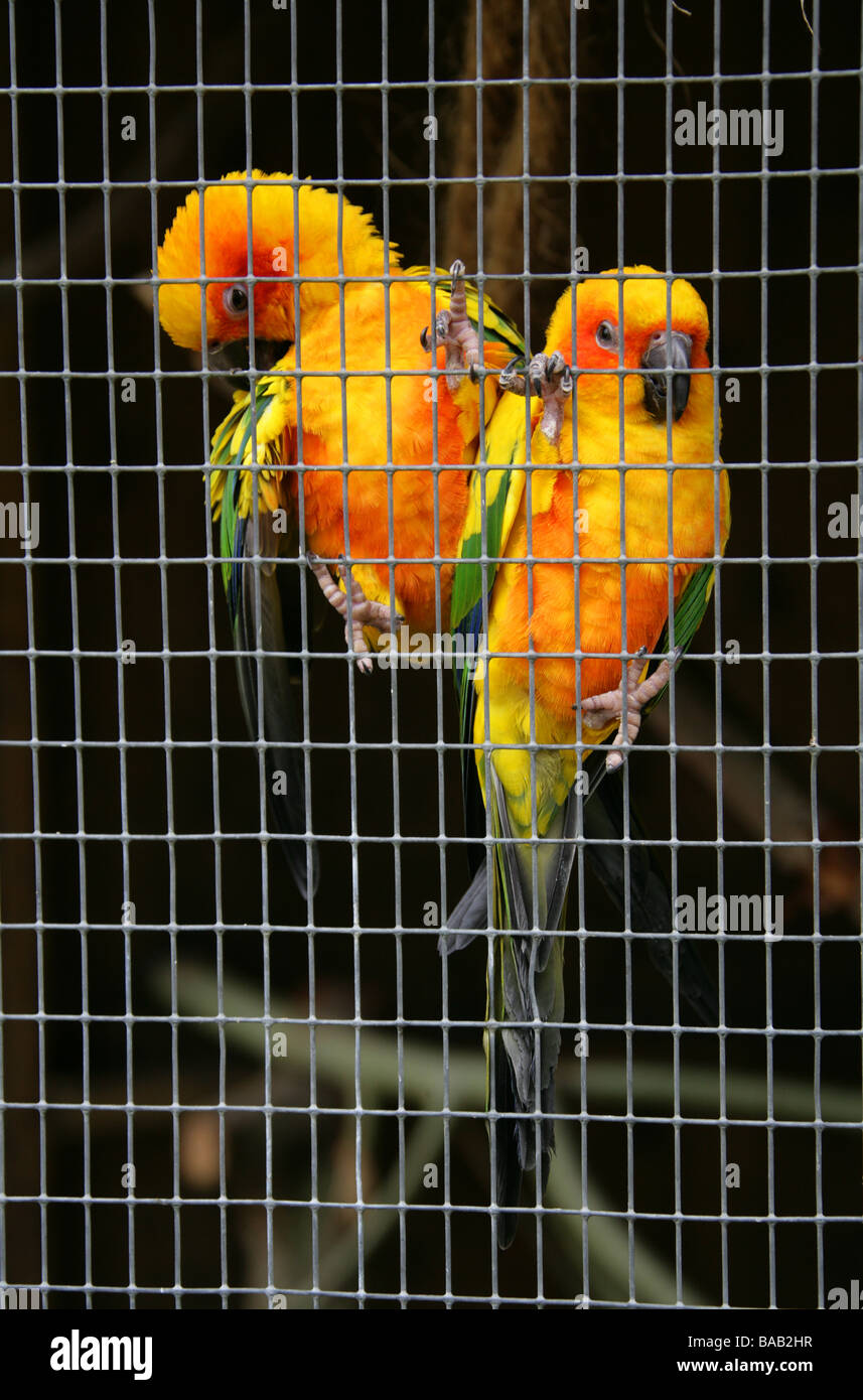 Sun Conure Parrots, Aratinga solstitialis, Psittacidae Stock Photo