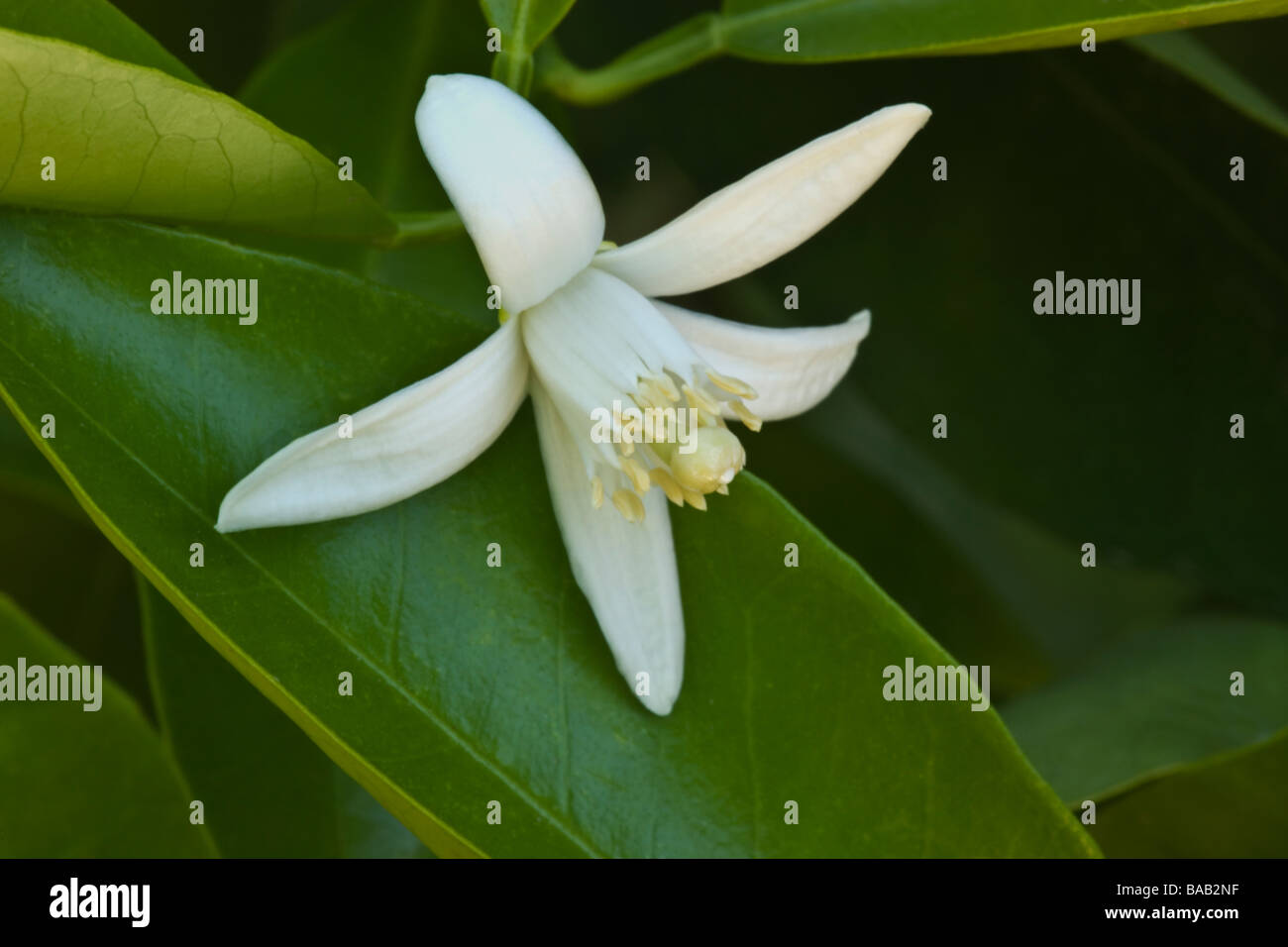 Orange Blossom of the 'Washington' navel Stock Photo Alamy