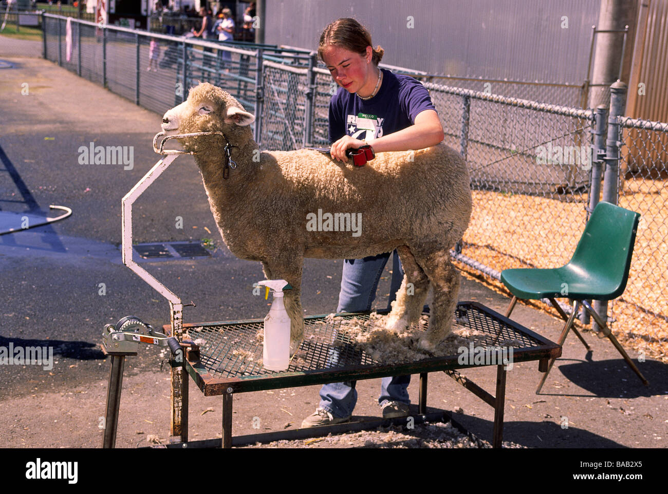 USA, Washington, Enumclaw. 4H club girl trims white Romney sheep's wool at King County Fair. Stock Photo