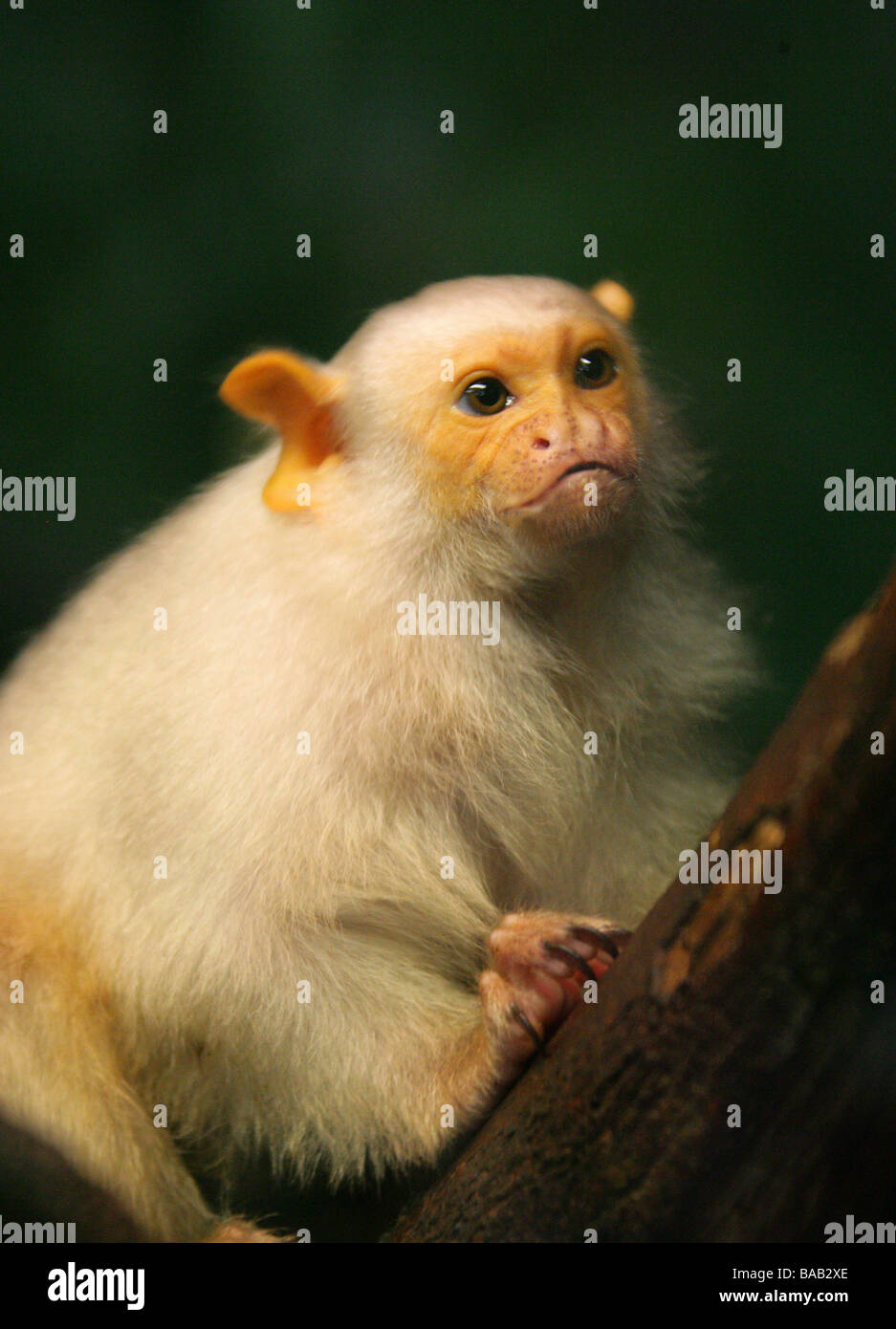 Silvery Marmoset, Callithrix argentata, Cebidae, Haplorrhini Primates, New World Monkey from Brazil, South-east Amazon Basin Stock Photo