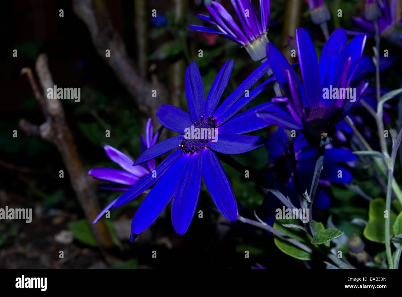 Blue flower in bloom Stock Photo Alamy