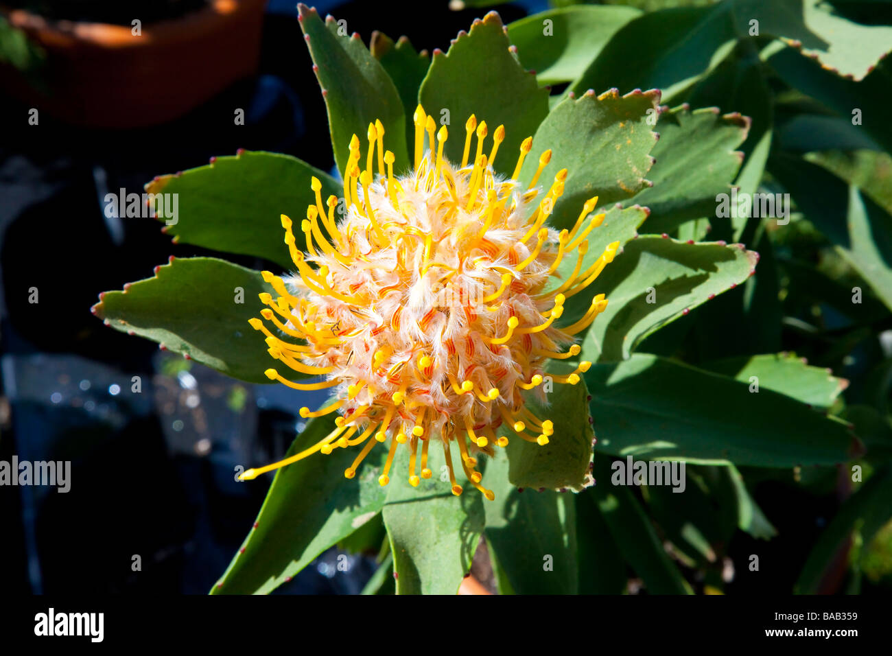 Australian Flower of the Protea called Mardi Gras Ribbon Stock Photo