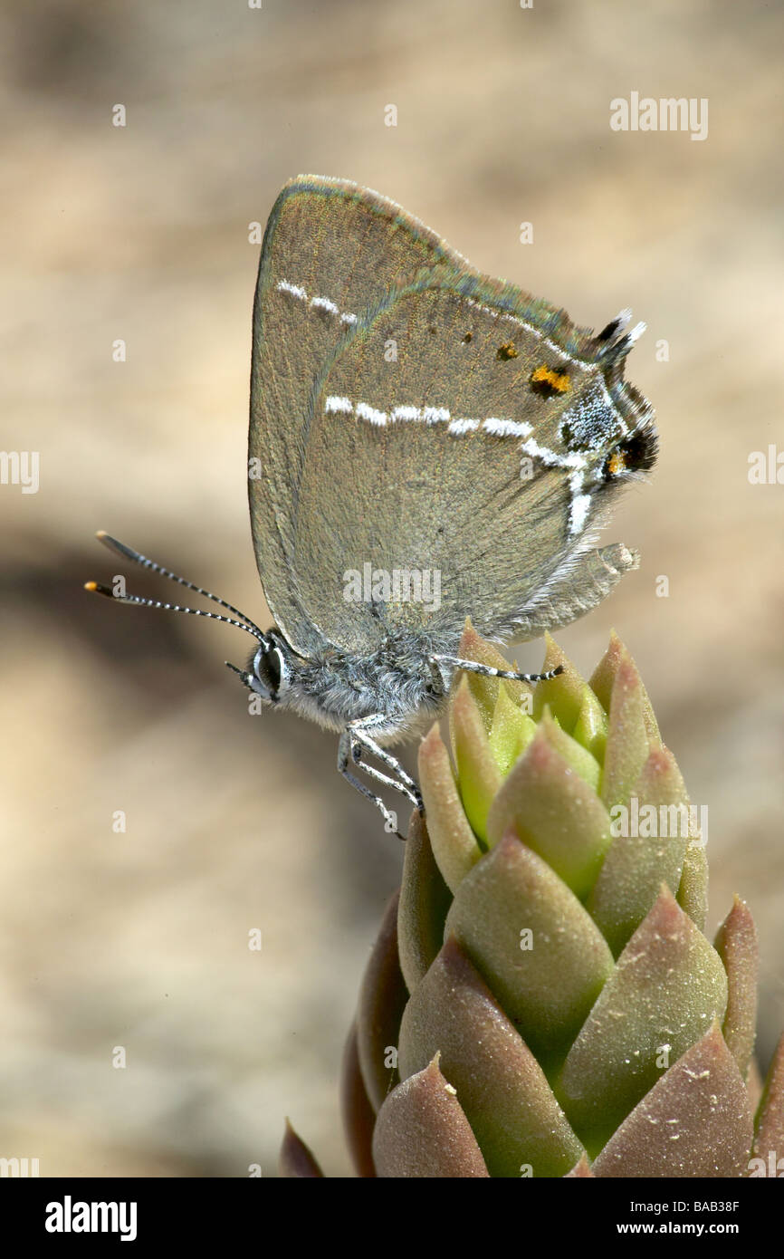 Blue Spot Hairstreak butterfly Stock Photo