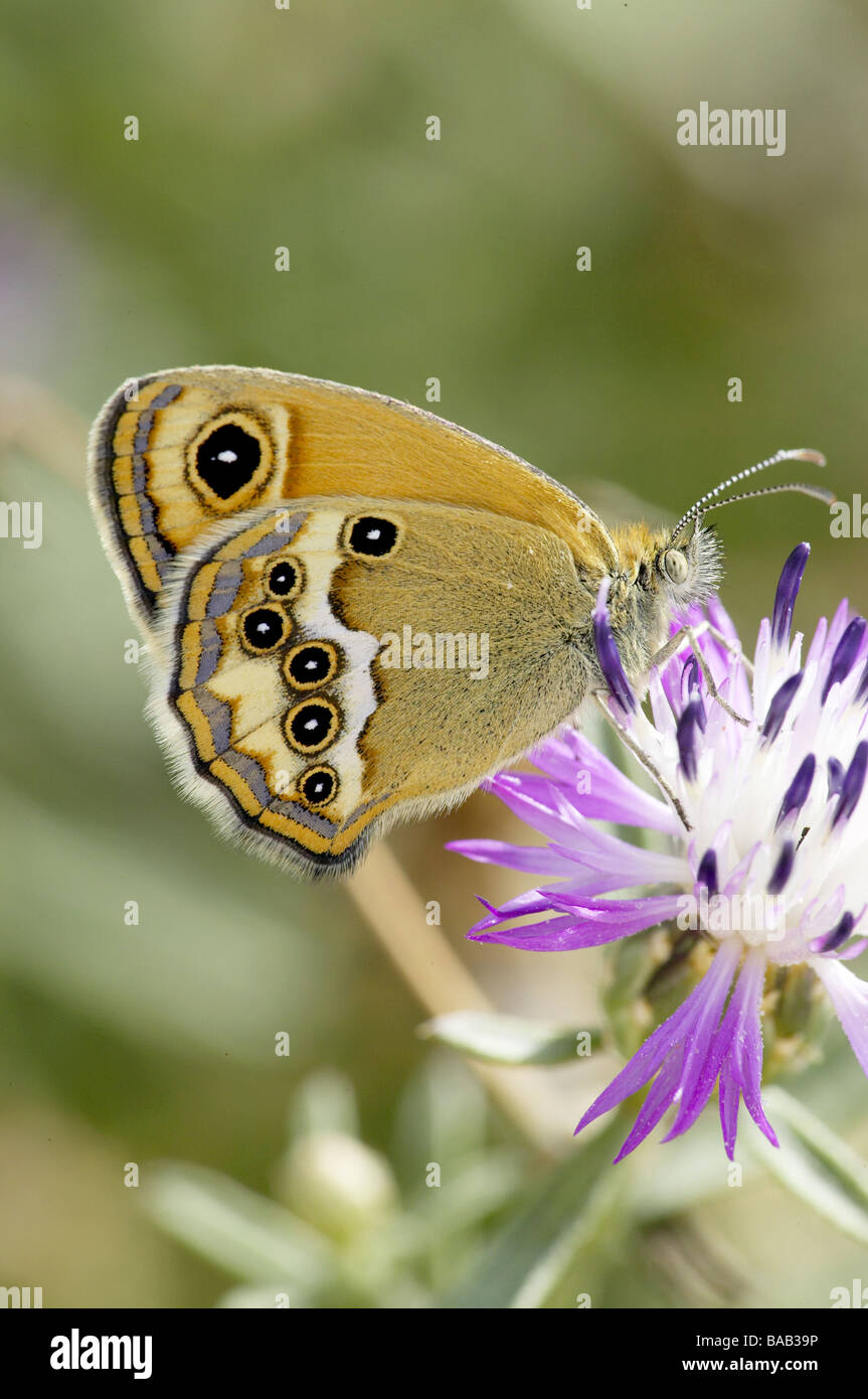 Adult Dusky Heath butterfly Stock Photo