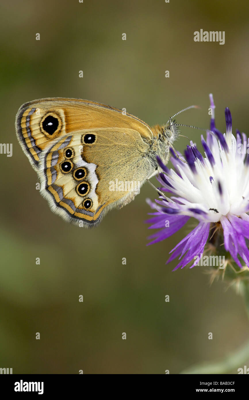 Adult Dusky Heath butterfly Stock Photo